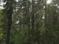 AAA_0533